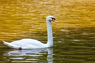 《杀出重围GO》《杀手狙击》等手游明年1月关服
