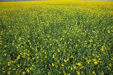 《羊蹄山之魂》全新绝美截图 发售倒计时100天